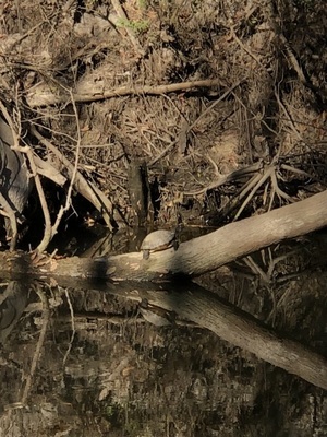 [Turtle on log Photo: Russell Allen McBride 2022-03-01, 16:20:12, 30.8623639, -83.3186028]