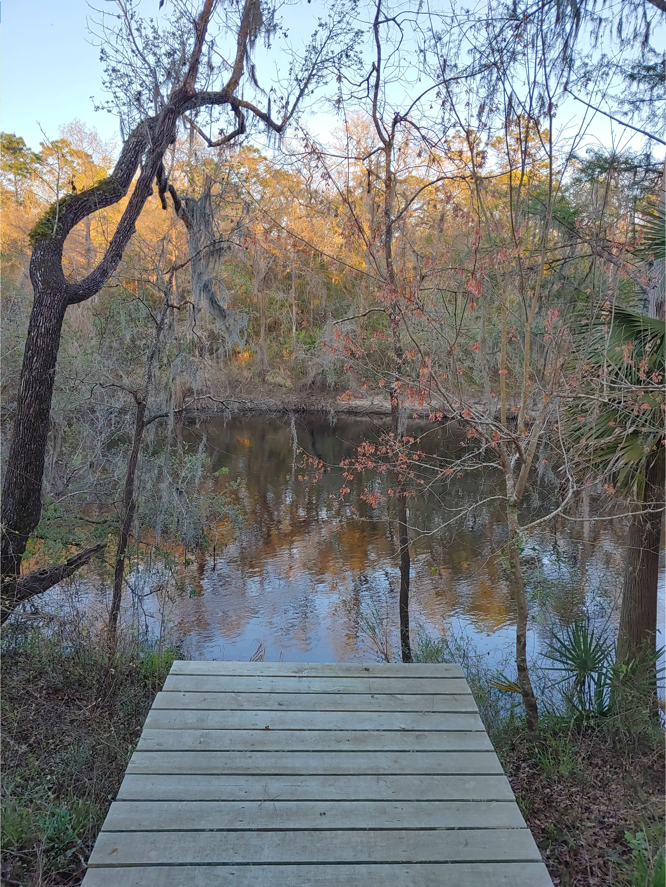 Cleary Bluff, Withlacoochee River @ NE Withla Bluffs Way 2022-03-16