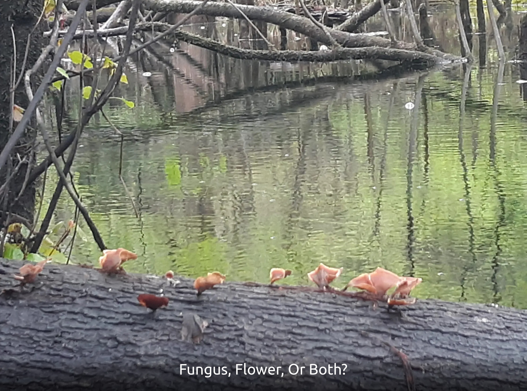 Fungus or flower?