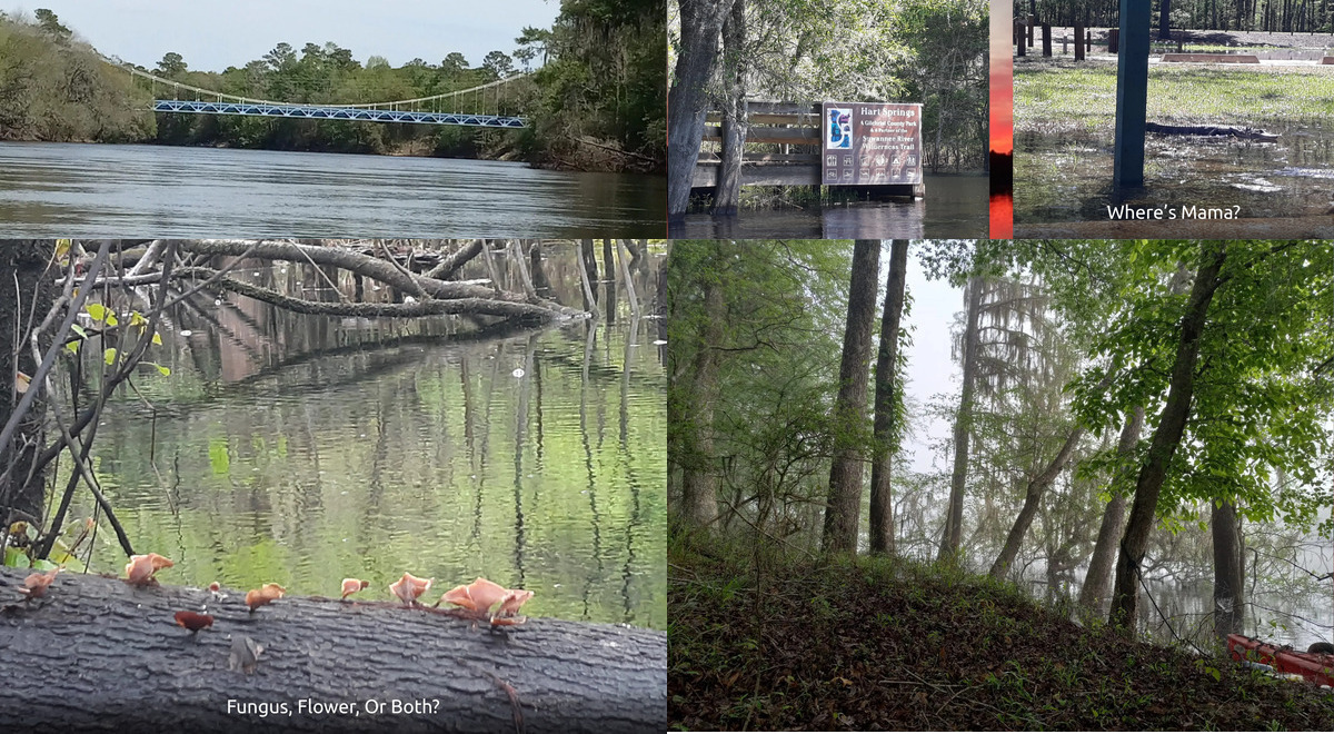 [bridge, fungus, hammock, Hart Springs, River]