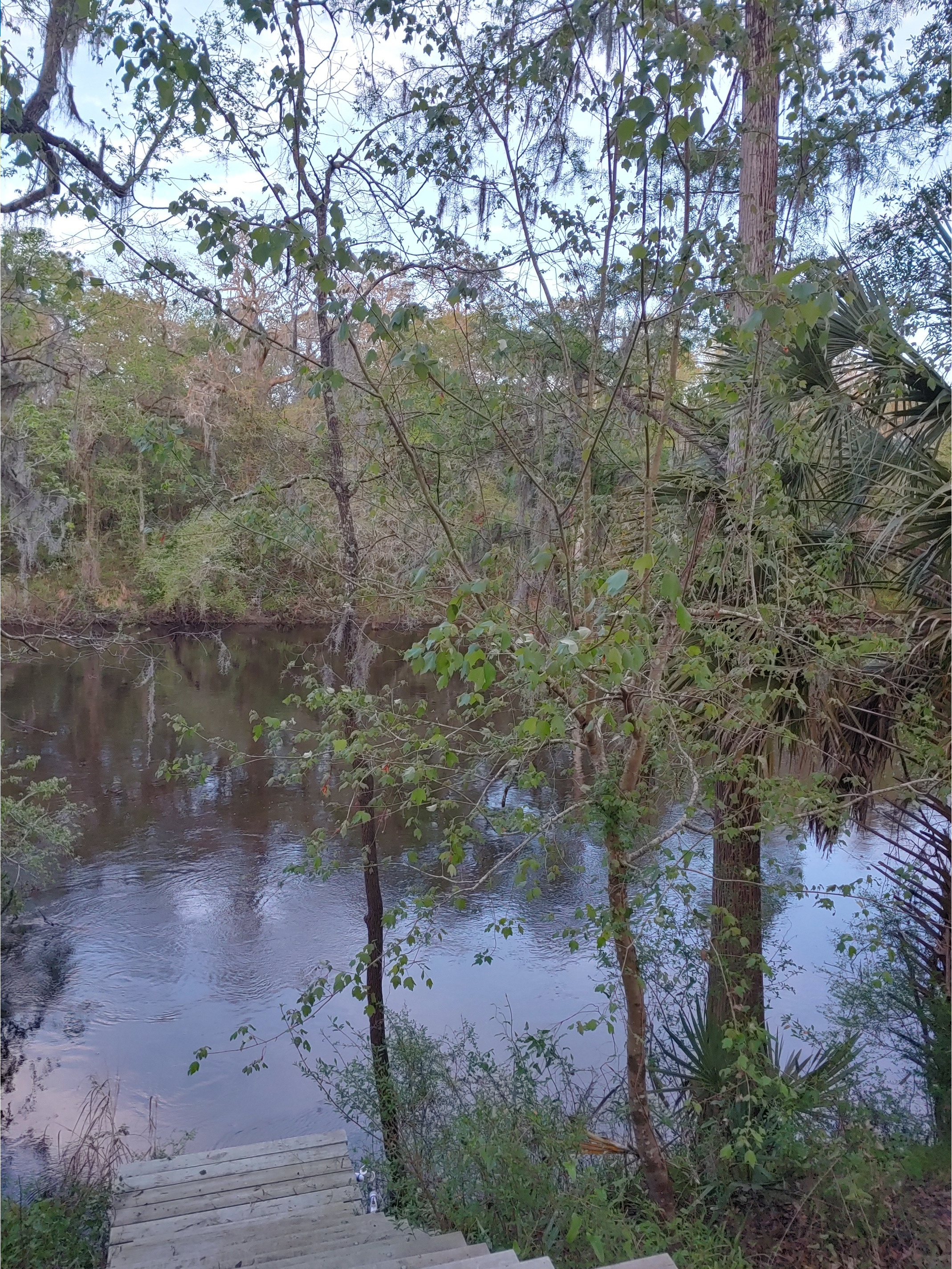 Cleary Bluff, Withlacoochee River @ NE Withla Bluffs Way 2022-03-31