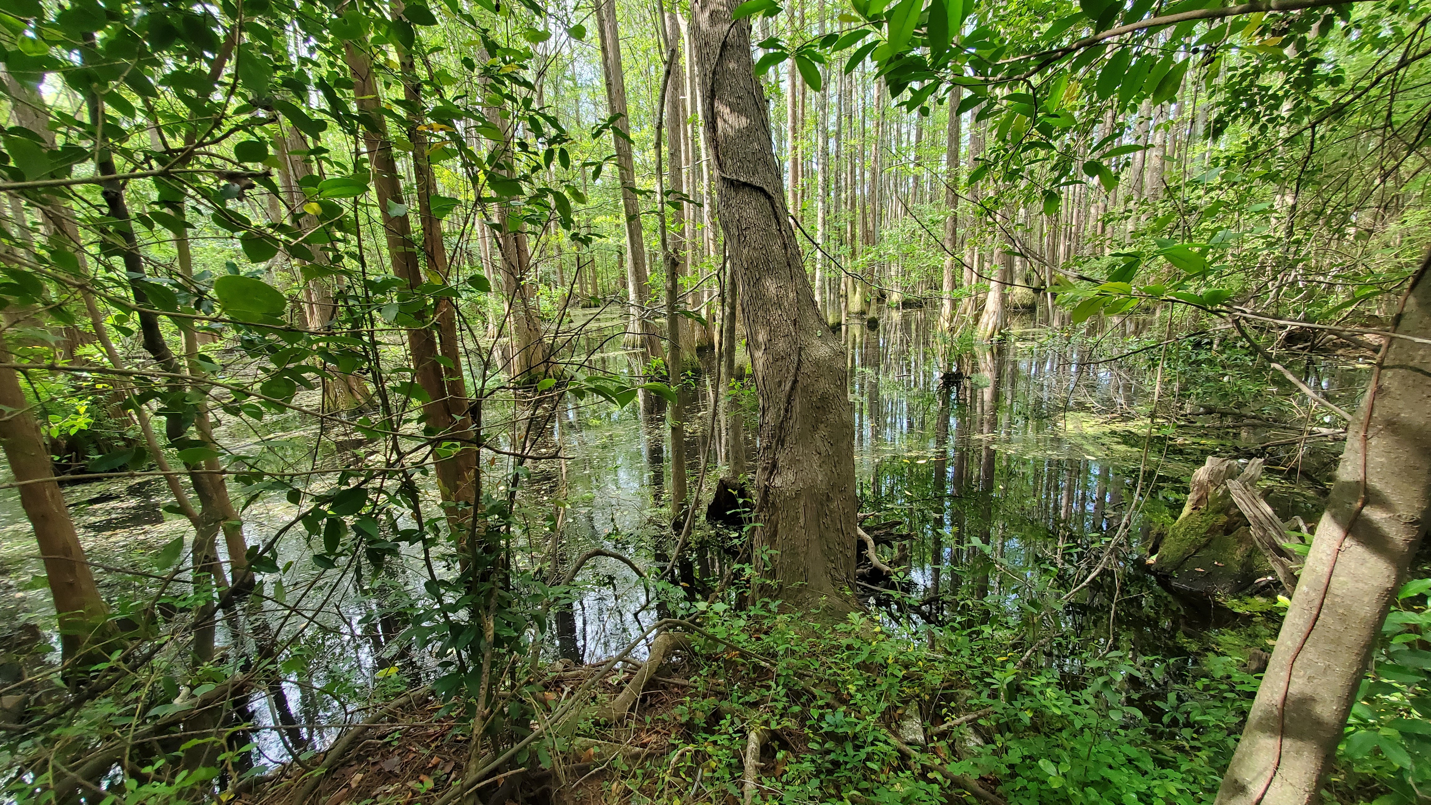 Pretty nice swamp, 10:29:08, 30.8547612, -83.2651777