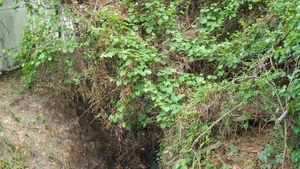 [Grape vines and Japanese climbing fern, 10:46:35, 30.8544490, -83.2665500]