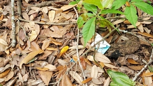 [Trash beside ditch, 10:49:13, 30.8543640, -83.2663730]