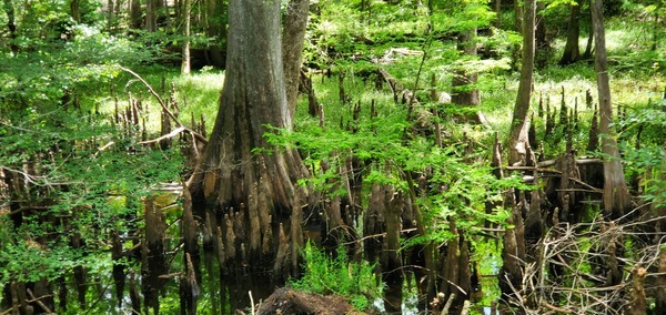 Cypress knees