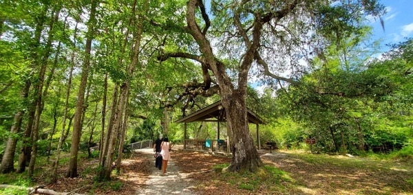 [Big oak tree]