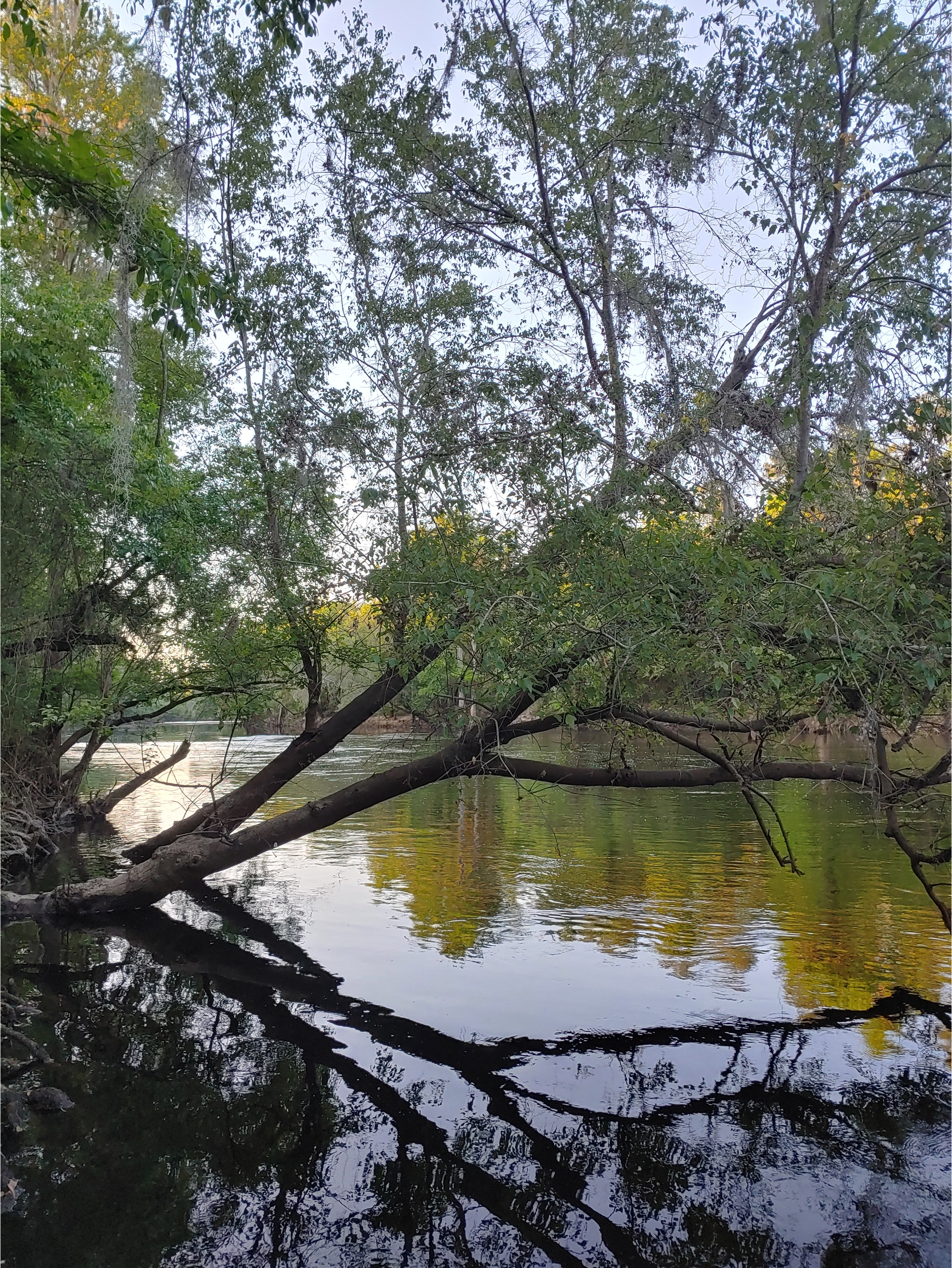 Cleary Bluff, Withlacoochee River @ NE Withla Bluffs Way 2022-04-27