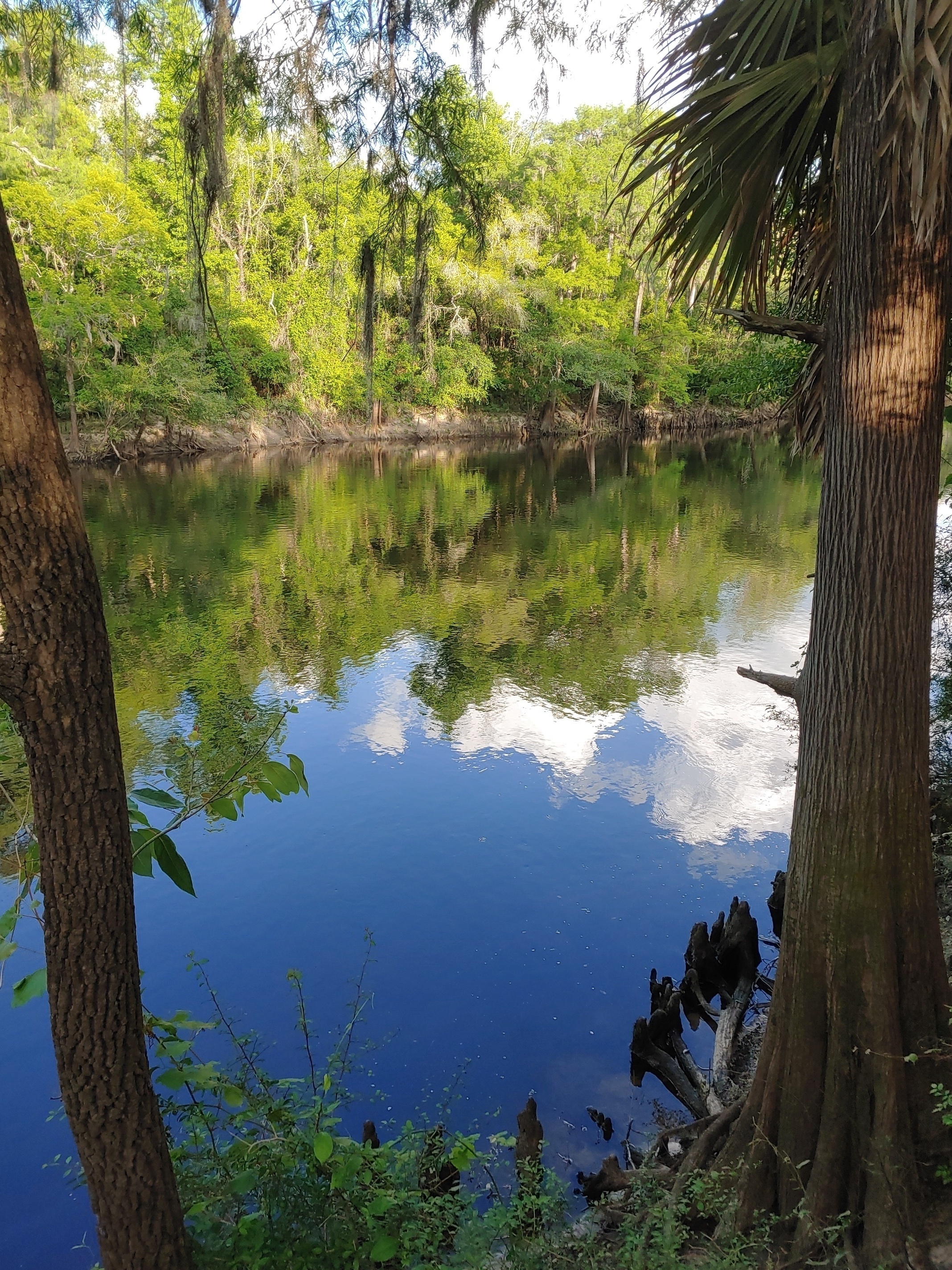 Cleary Bluff, Withlacoochee River @ NE Withla Bluffs Way 2022-05-04