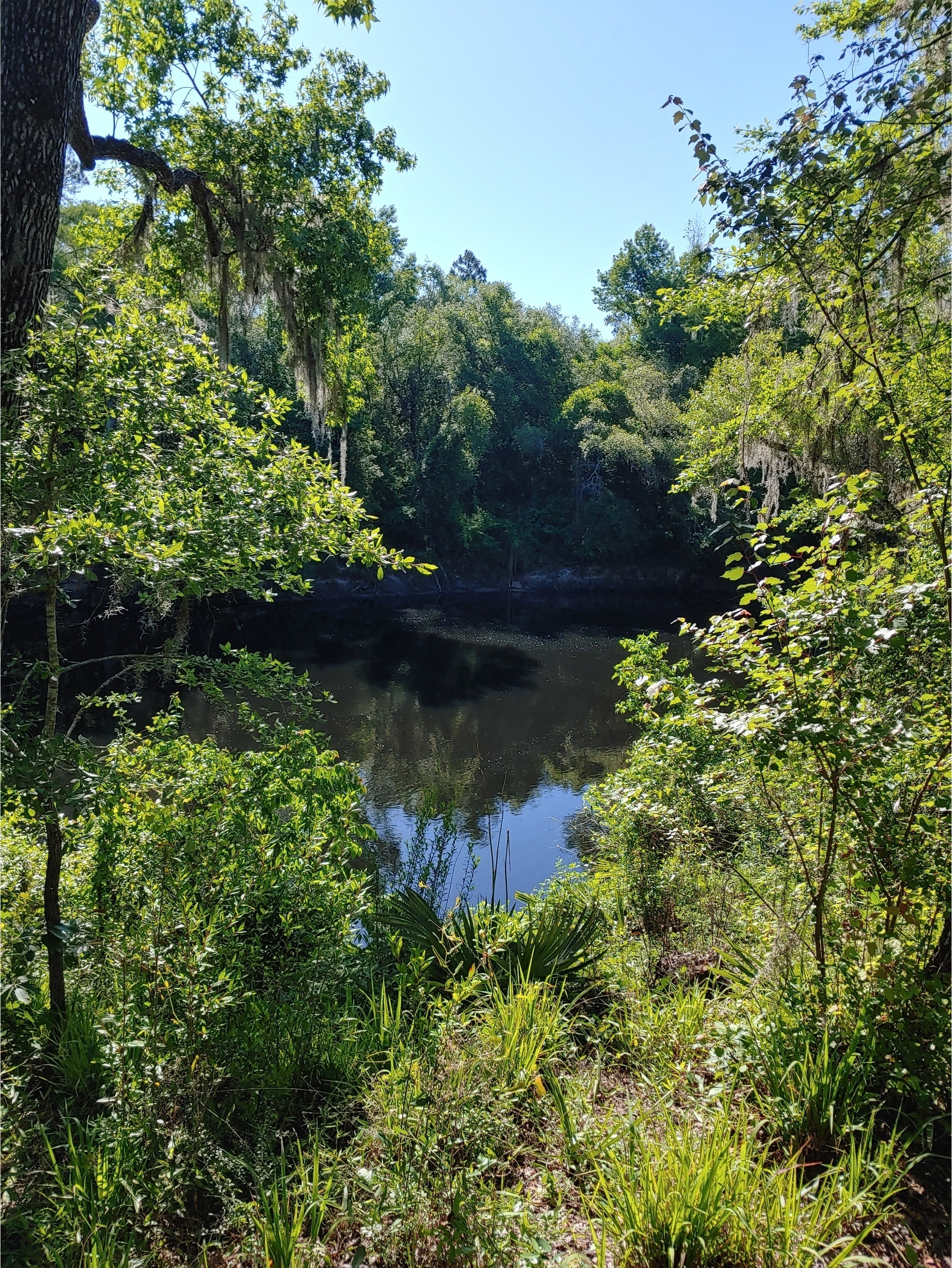 Cleary Bluff, Withlacoochee River @ NE Withla Bluffs Way 2022-05-12