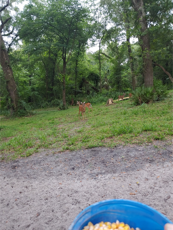 [Cleary Bluff, Withlacoochee River @ NE Withla Bluffs Way 2022-05-26]