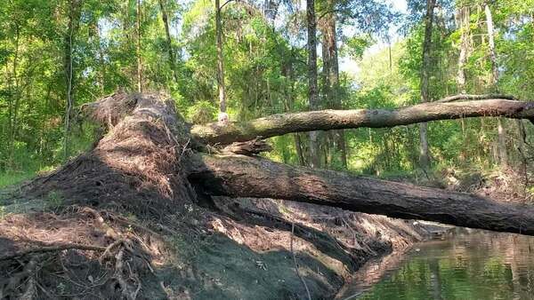 [Movie: Phill saws a log so it won't fall on us (83M)]