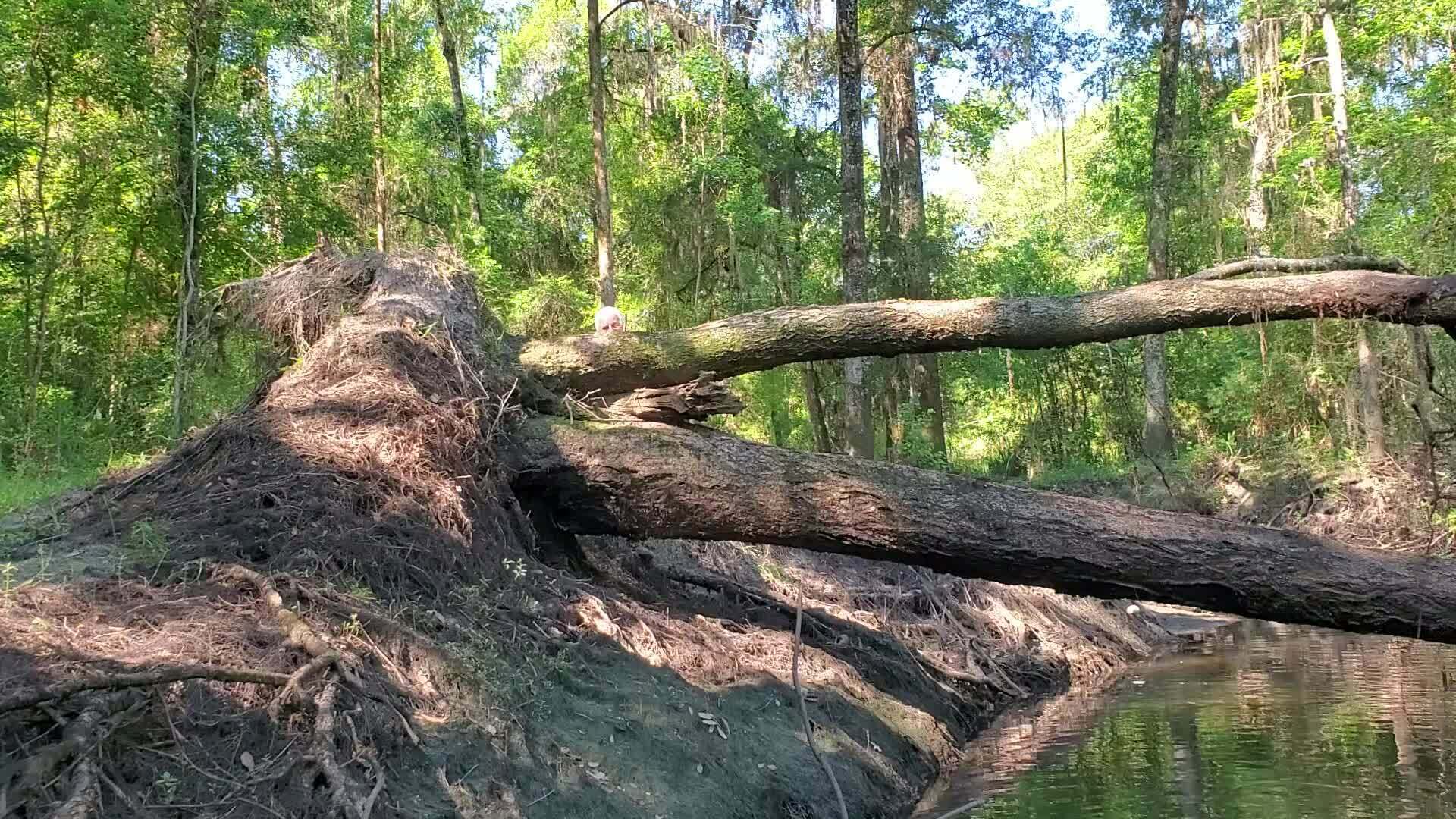 Movie: Phill saws a log so it won't fall on us (83M)