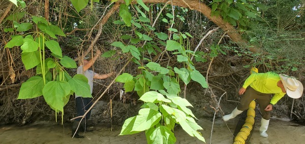 [Right bank catalpa]