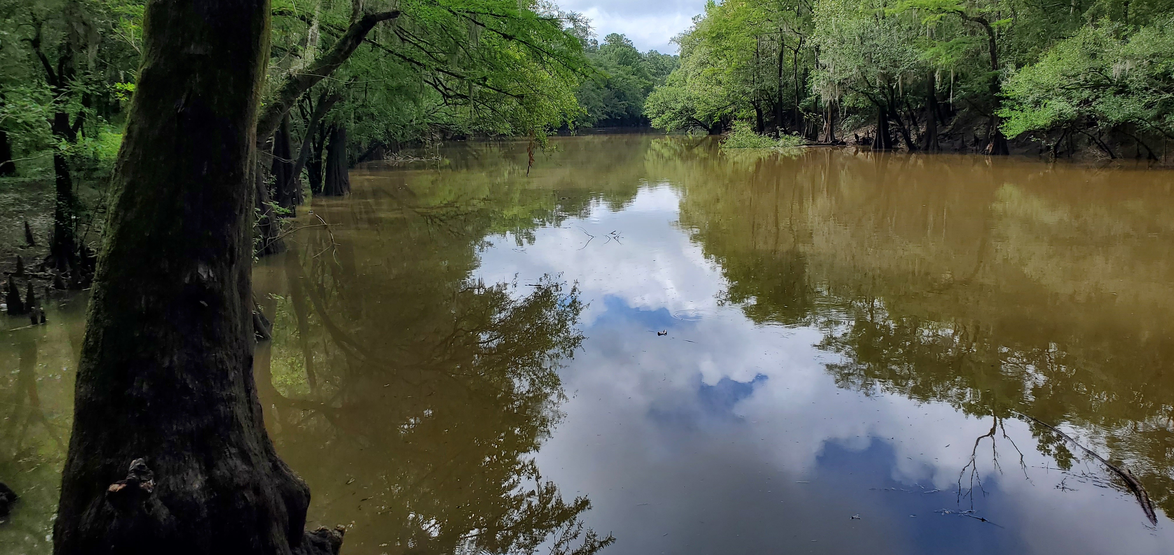 Downstream from Knights Ferry Boat Ramp, 10:59:33, 30.7120328, -83.4555519