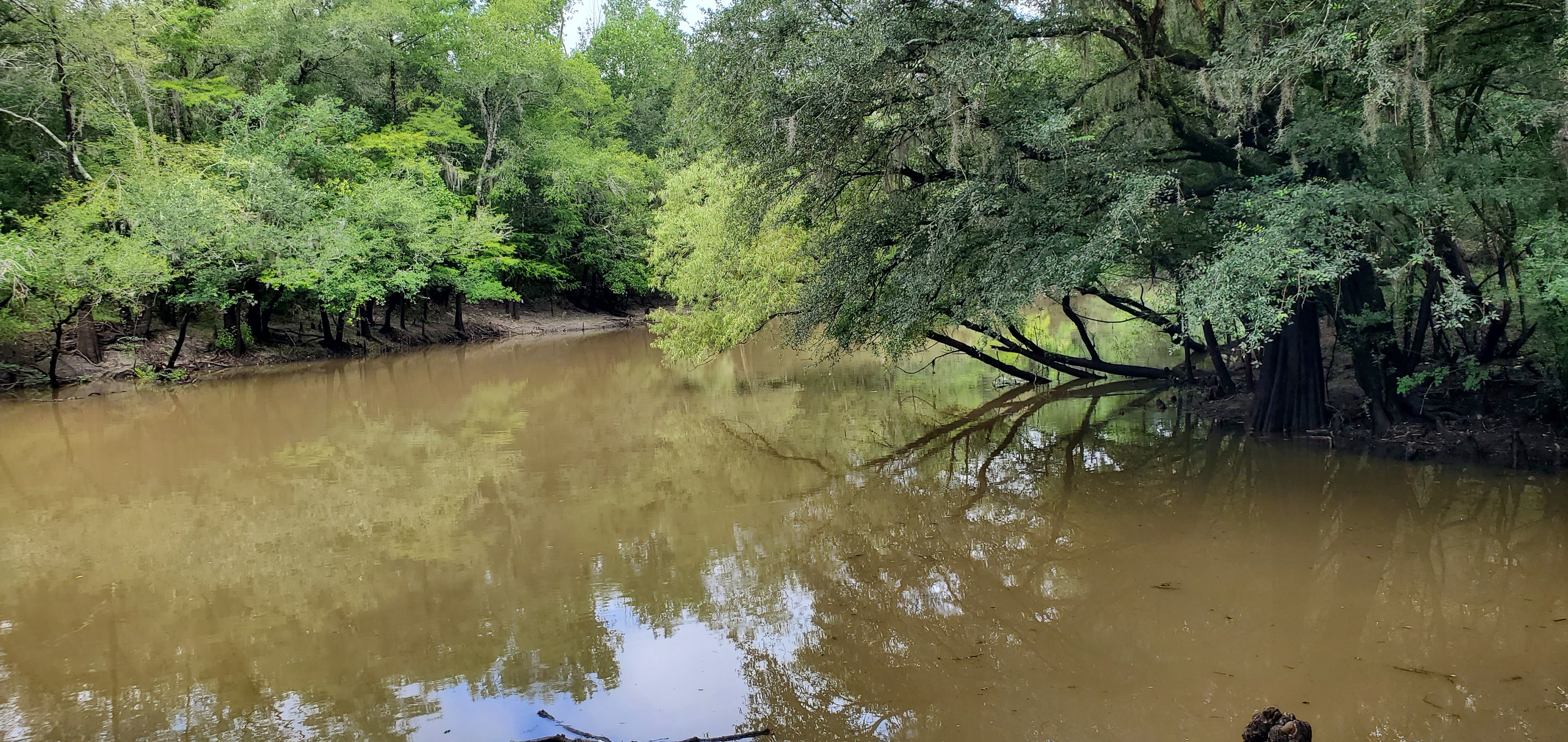 Upstream from Knights Ferry Boat Ramp, 10:59:37, 30.7120328, -83.4555519