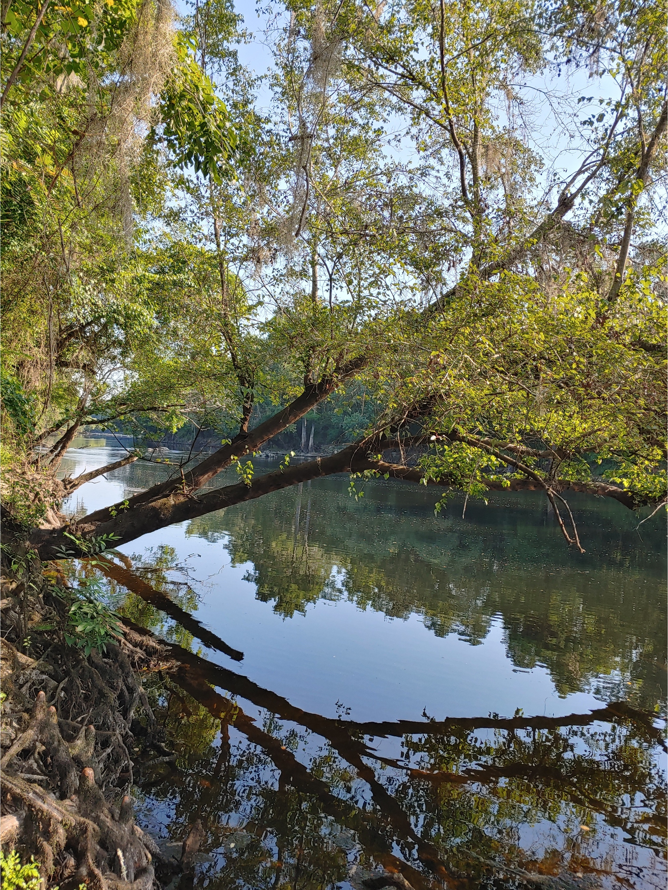 Cleary Bluff, Withlacoochee River @ NE Withla Bluffs Way 2022-06-23