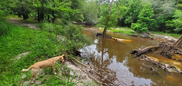 [Blondie eyes the Withlacoochee River, 09:42:55, 30.8459370, -83.3473878]