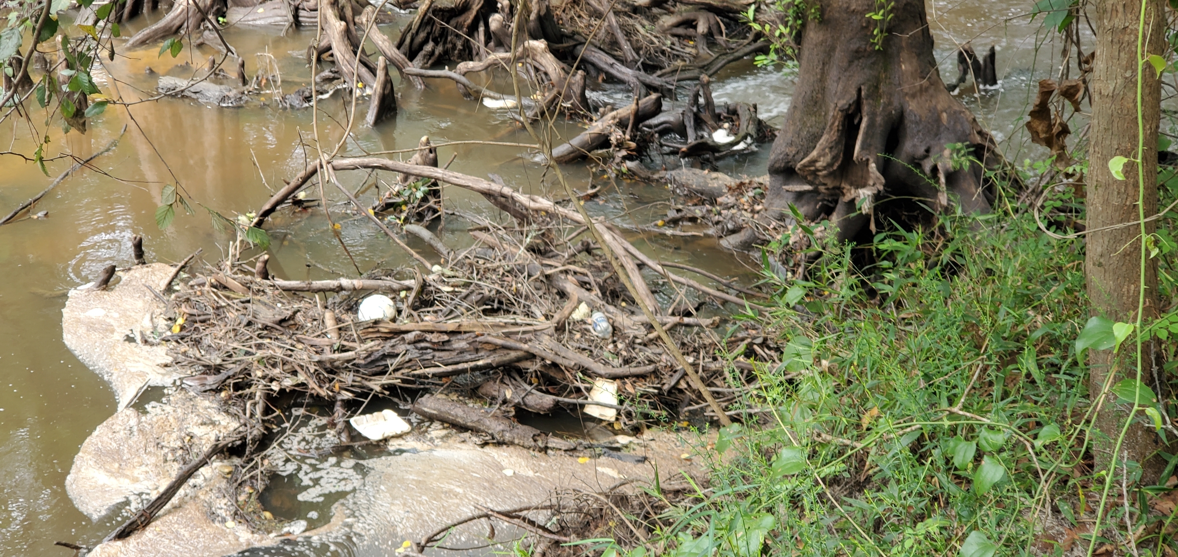 Remaining wildlife habitat with trash, 09:42:05, 30.8463990, -83.3475280