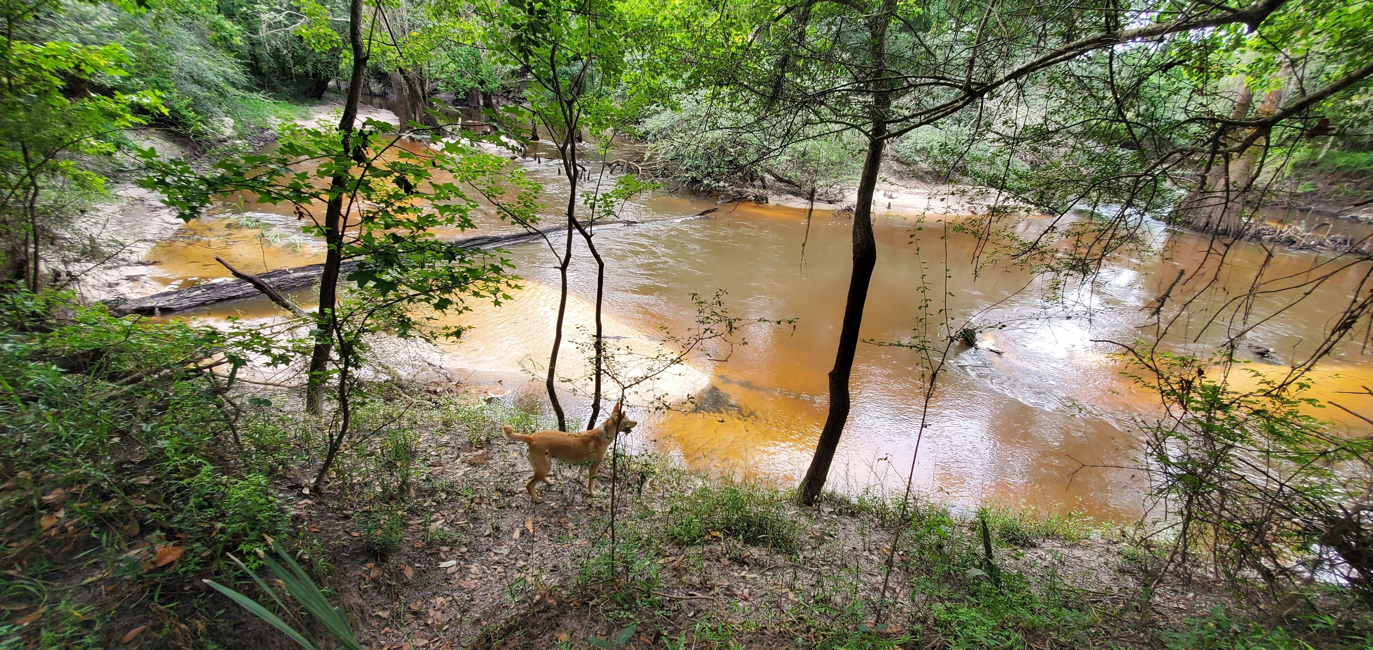 Blondie, tea-colored river, logjam, 09:51:26, 30.8453839, -83.3473251