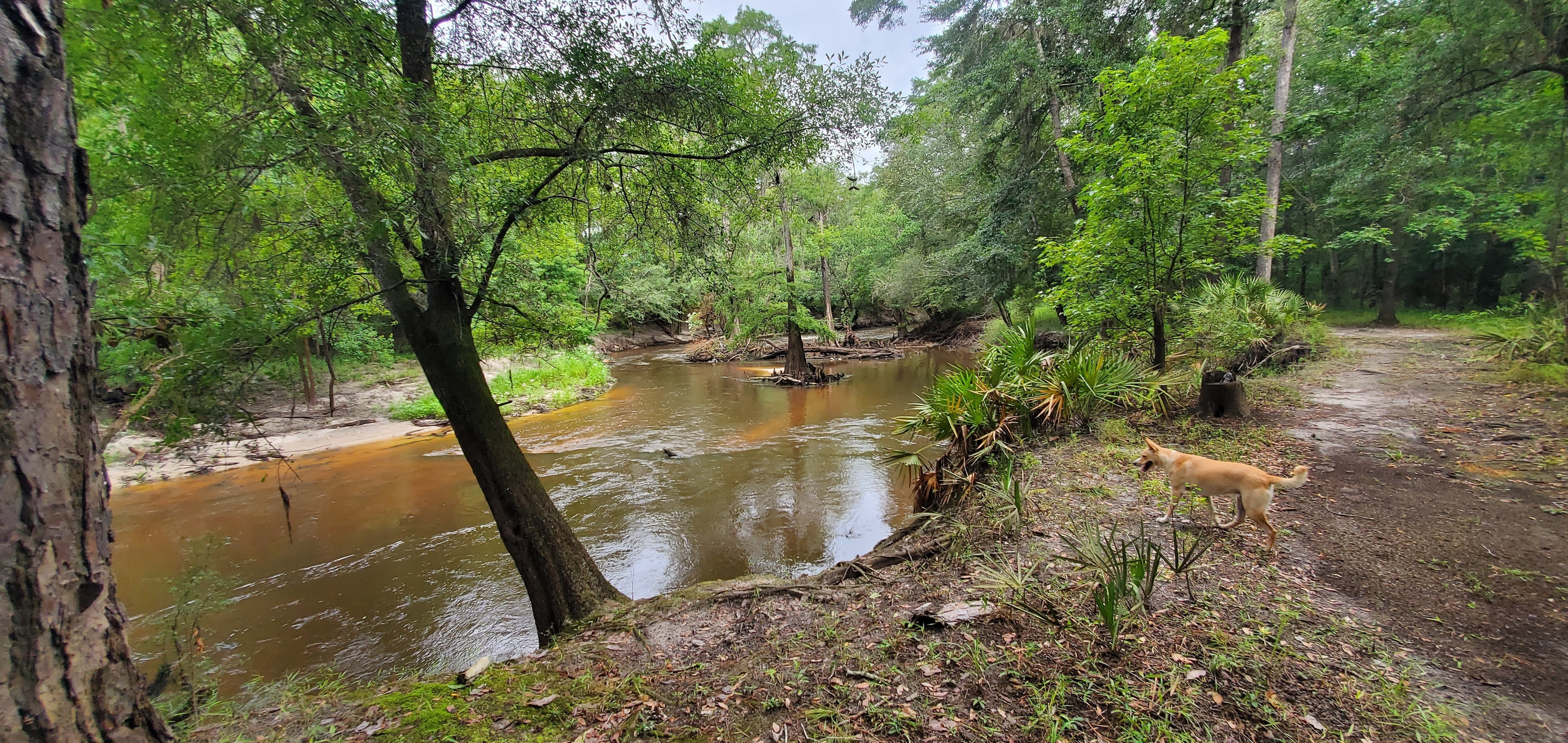 Island in the stream, 09:52:59, 30.8455278, -83.3468148