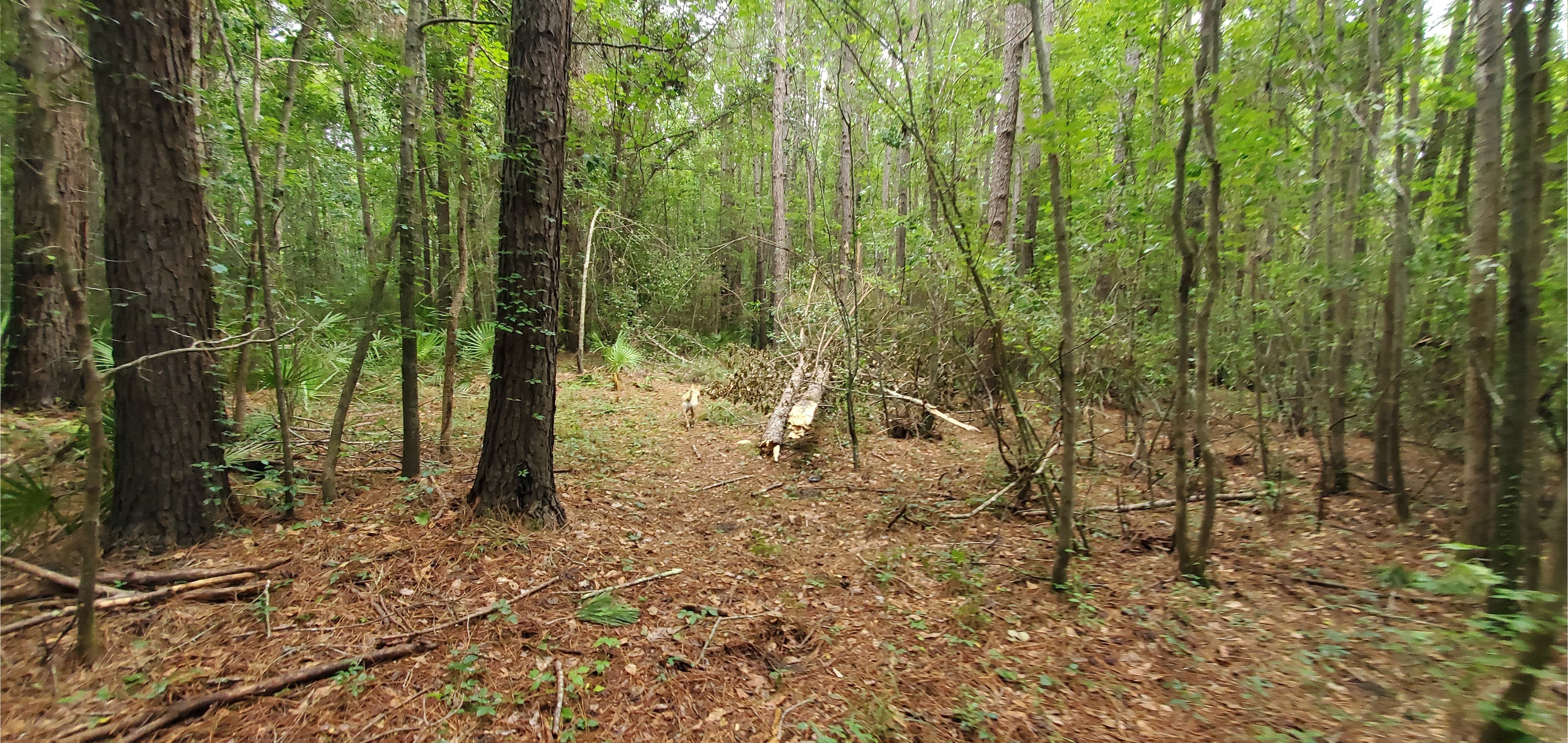 Blondie and a broken log on the trail, 10:03:27, 30.8481953, -83.3463708