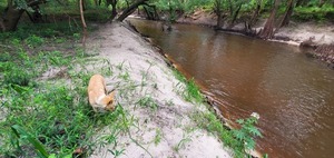 [Blondie at likely river access, Troupville River Camp, 09:39:00, 30.8465209, -83.3472641]