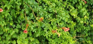 [Native honeysuckle? 10:17:28, 30.8525340, -83.3450000]