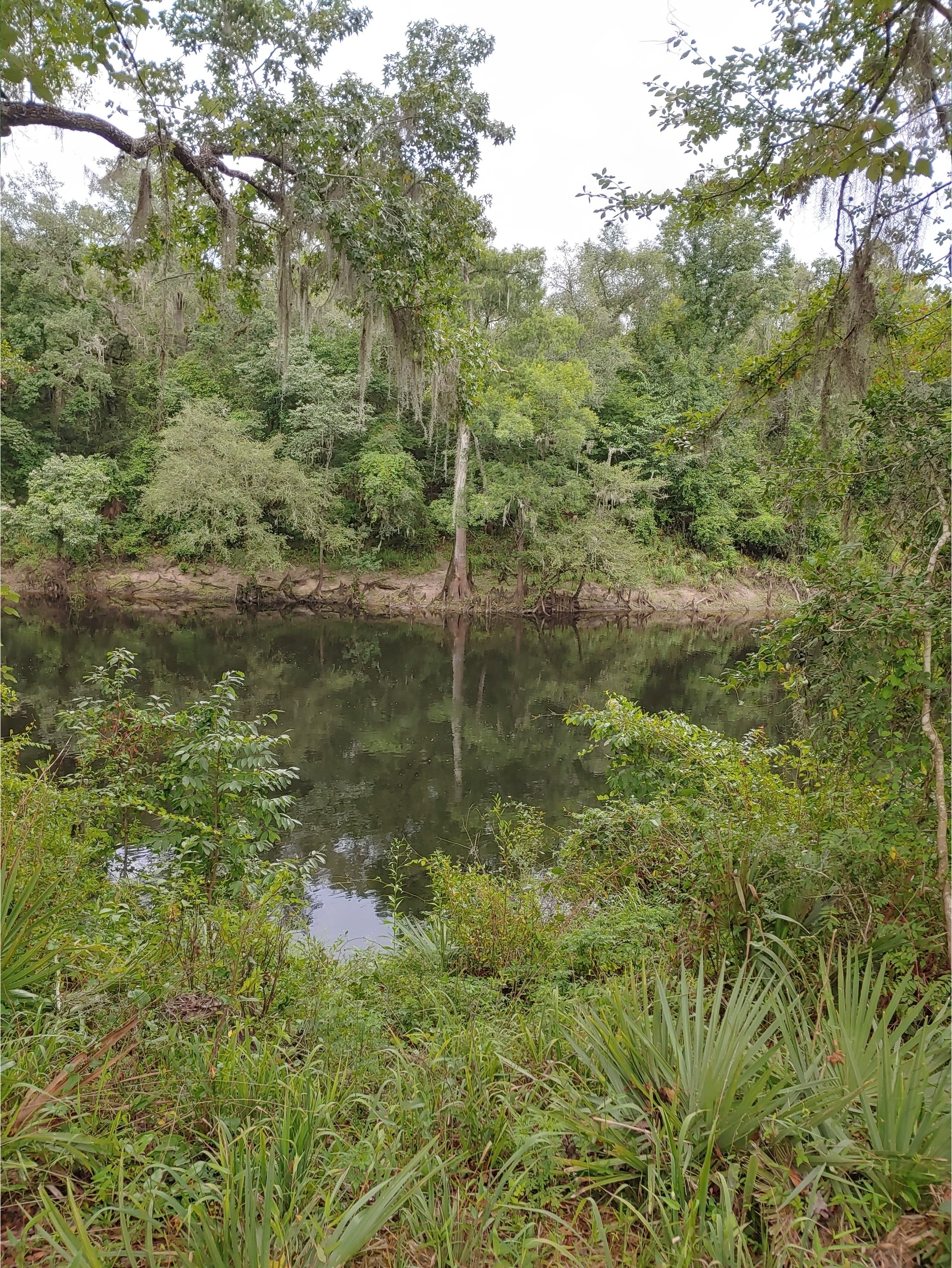 Cleary Bluff, Withlacoochee River @ NE Withla Bluffs Way 2022-07-01