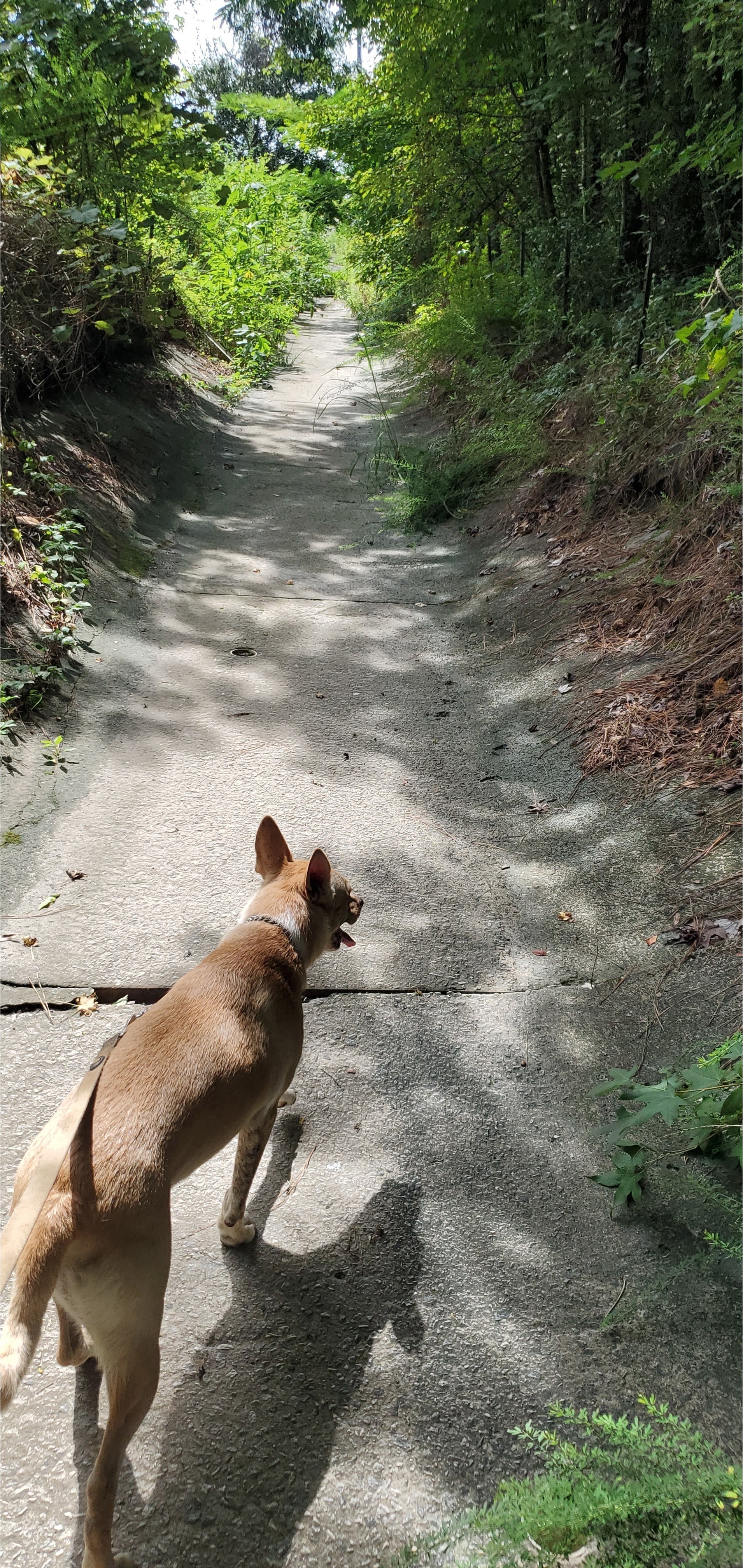 Blondie prefers the drain to the river 2022-07-02