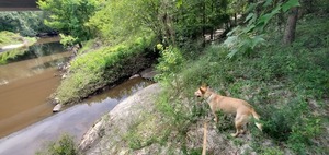 [Blondie the dog does not like that water 2022-07-02]