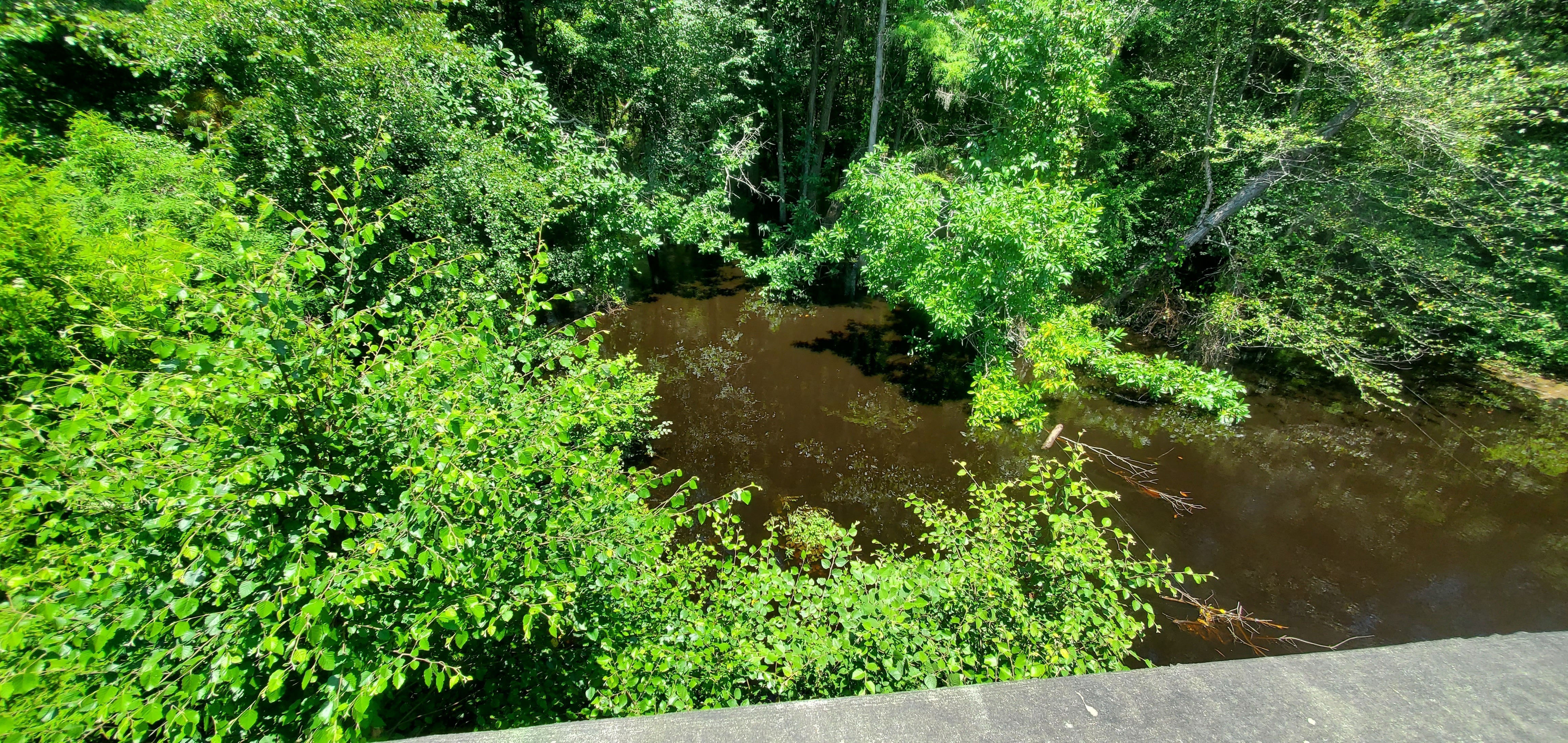 Cat Creek @ Cat Creek Road, Upstream 2022-07-21