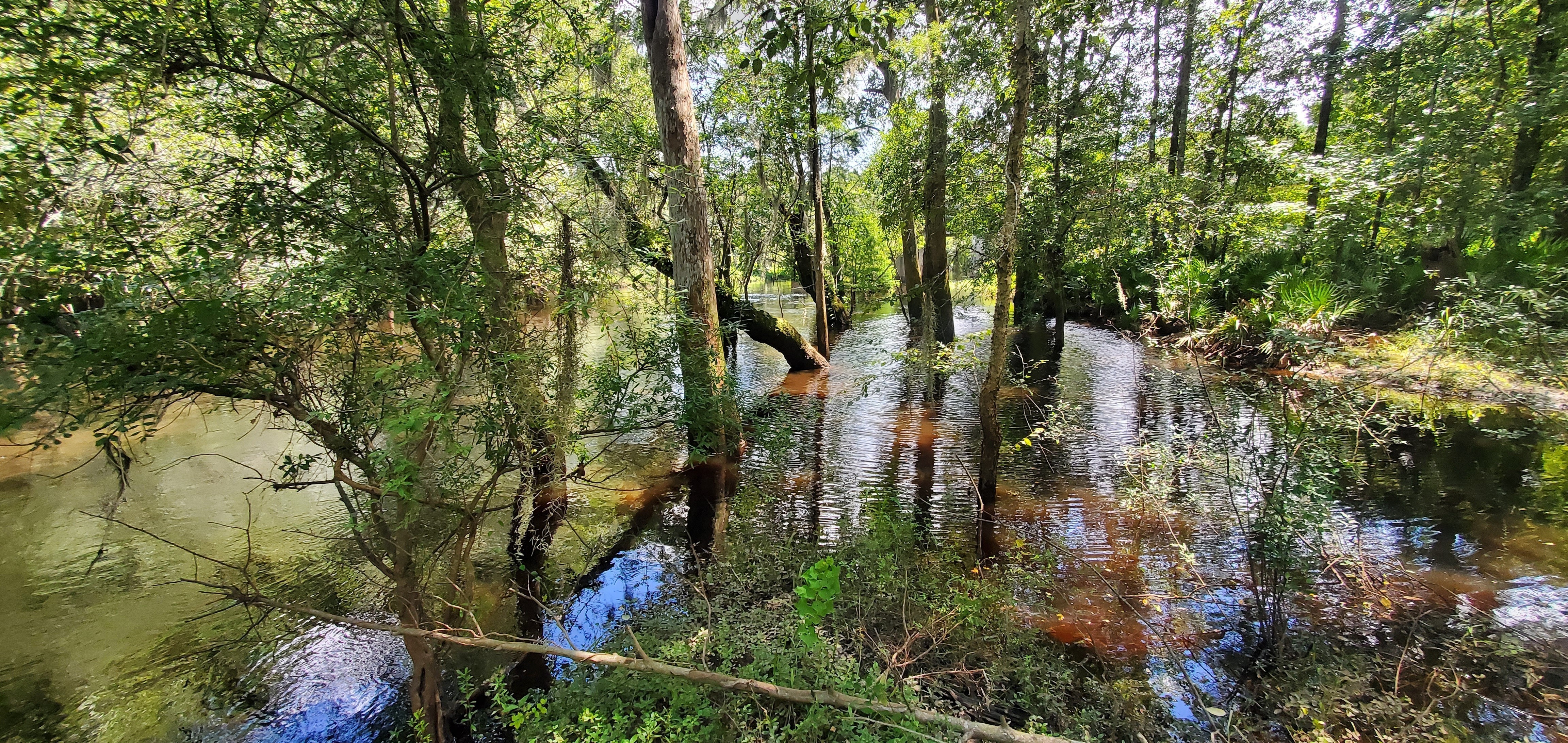 Withlacoochee River @ US 41, Upstream 2022-07-21