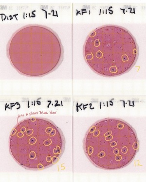 [Plates, Knights Ferry Boat Ramp 2022-07-21]