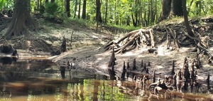 [Closeup, Valdosta Mulch Runoff, 14:42:55, 30.8543911, -83.3381558]