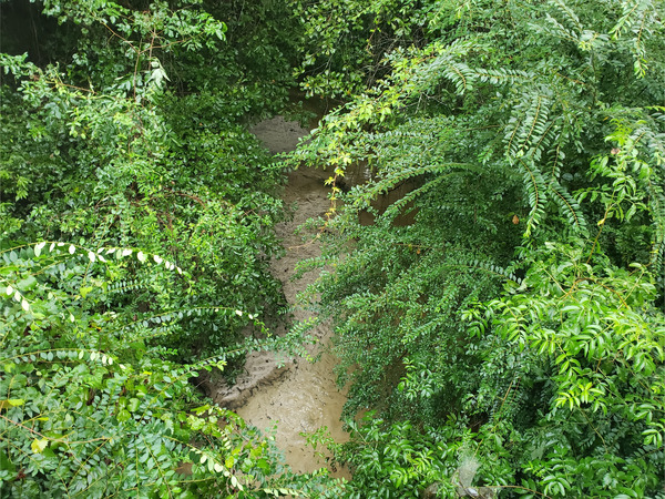 [Beatty Branch @ Cat Creek Road, Beatty Branch @ Cat Creek Road 2022-08-11]