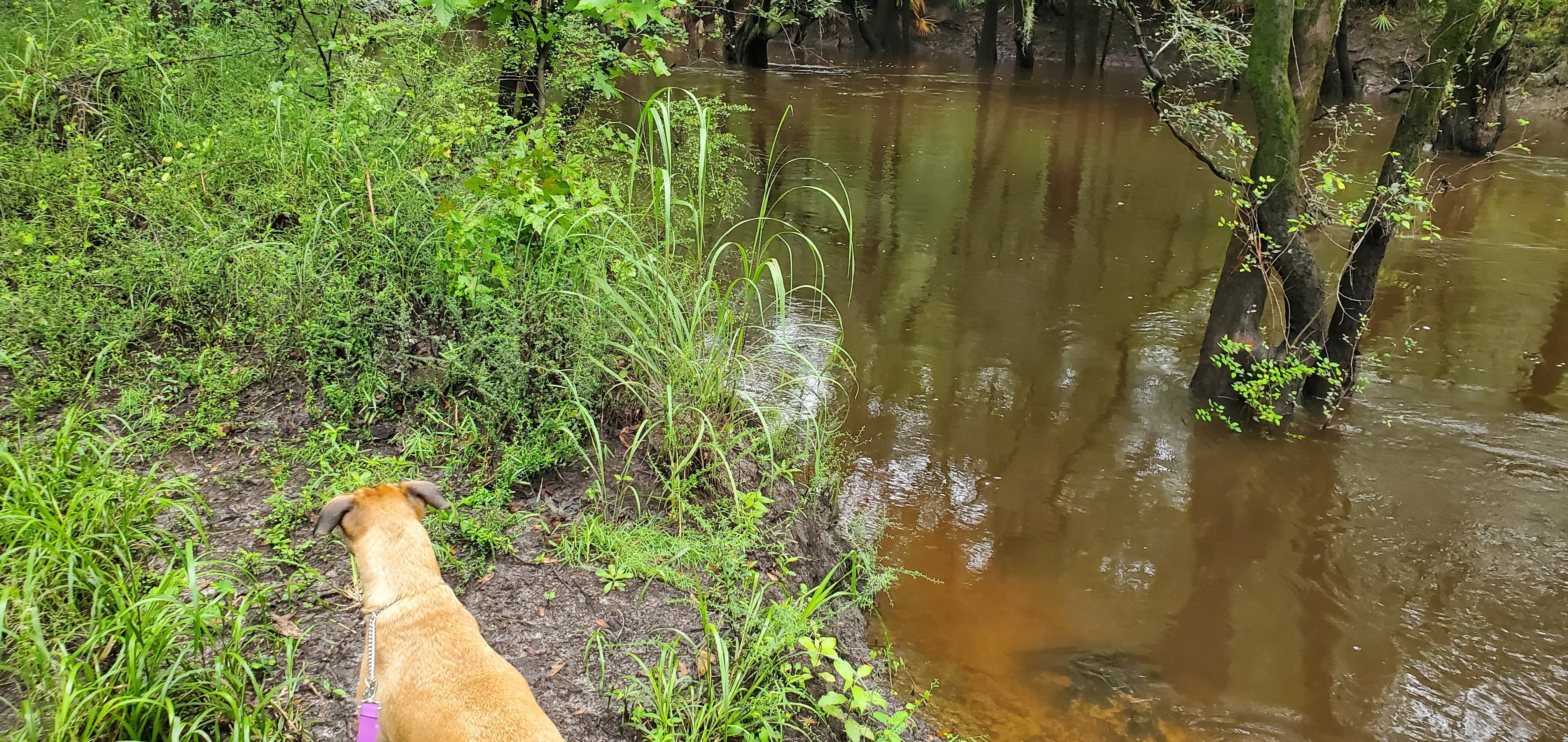 Withlacoochee River above Tyler Bridge, Franklinville, 2022:08:11 08:40:46, 30.9815584, -83.2679792