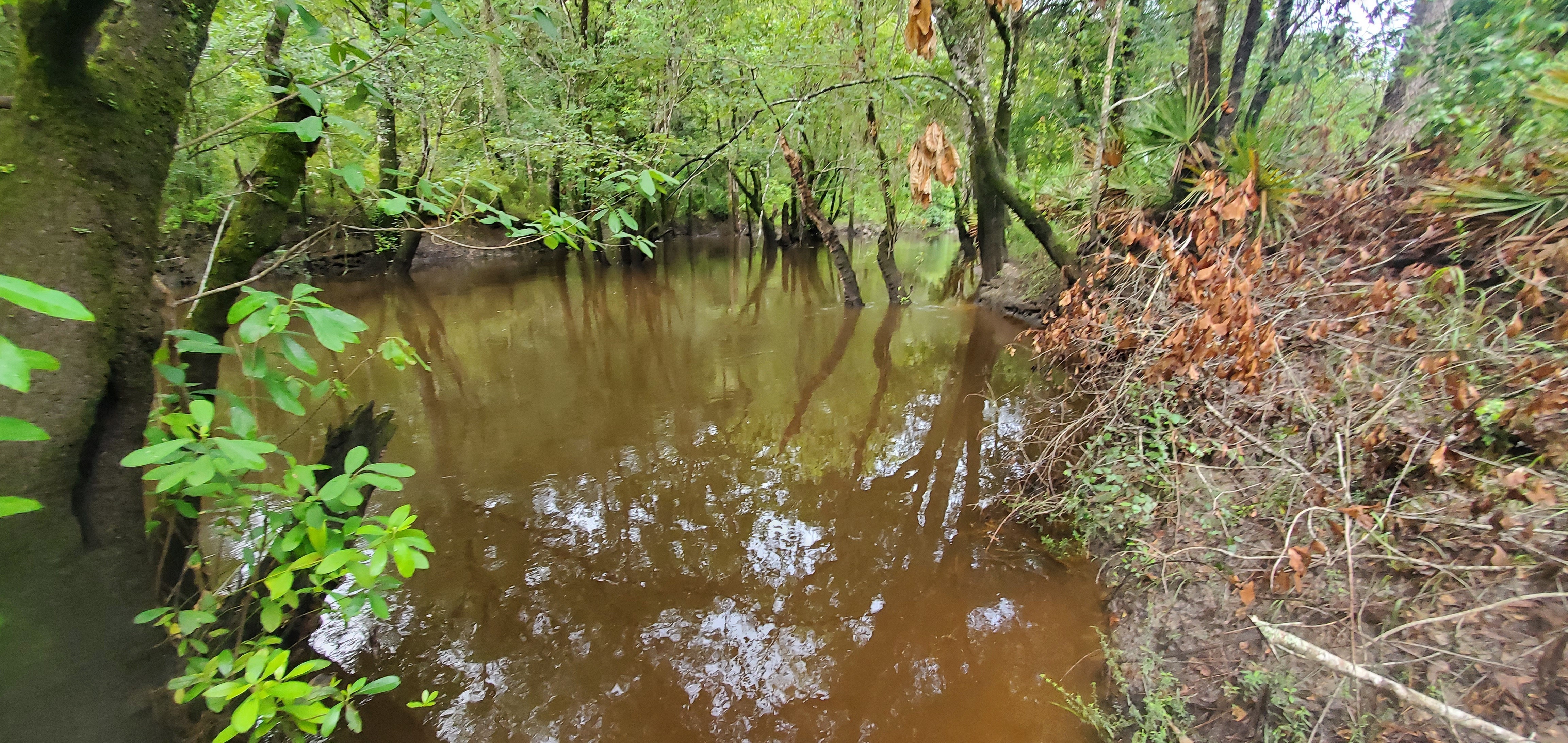 Withlacoochee River just upstream of Tyler Bridge, 2022:08:11 08:59:12, 30.9816886, -83.2673583