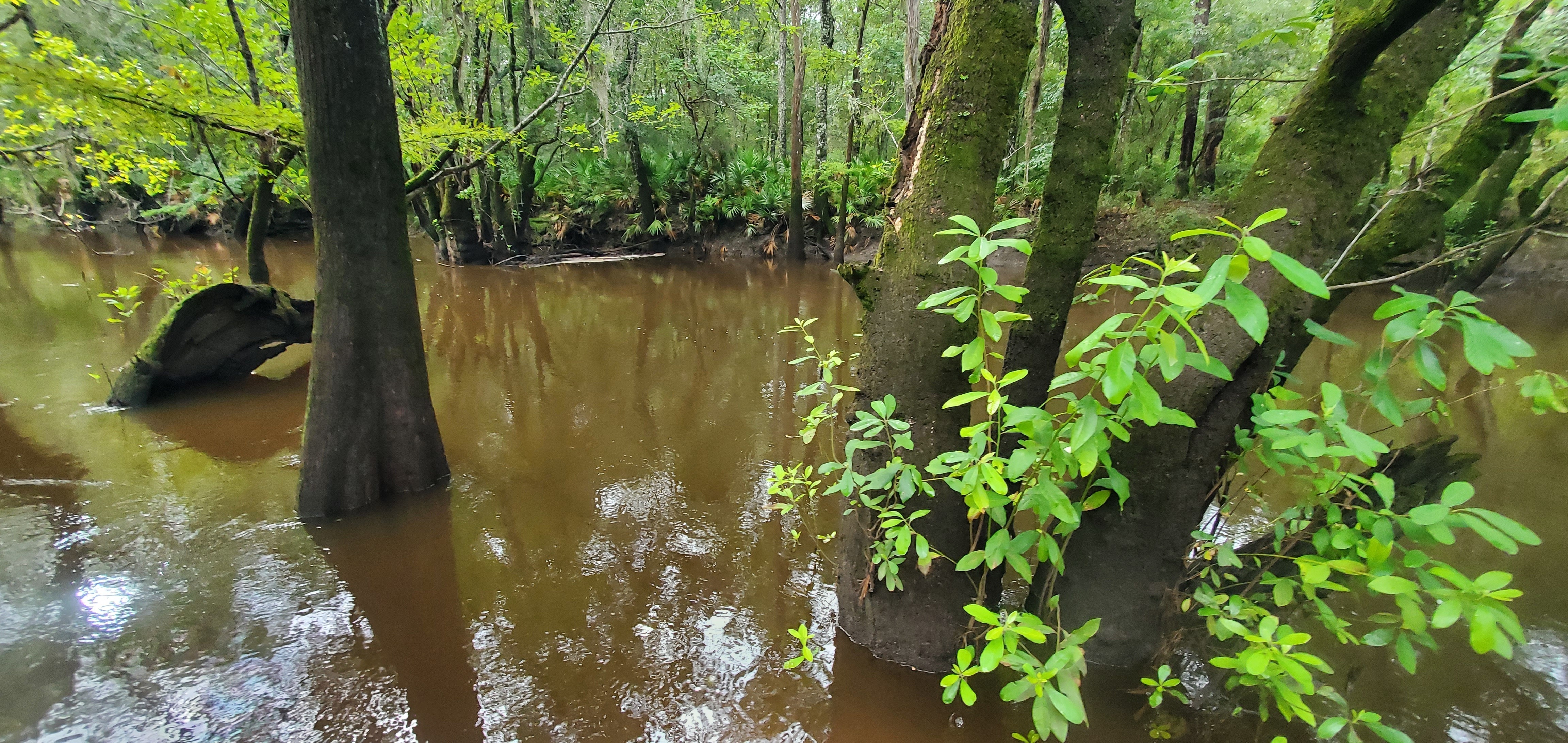 Across Withlacoochee River upstream of Tyler Bridge, 2022:08:11 08:59:15, 30.9816886, -83.2673583