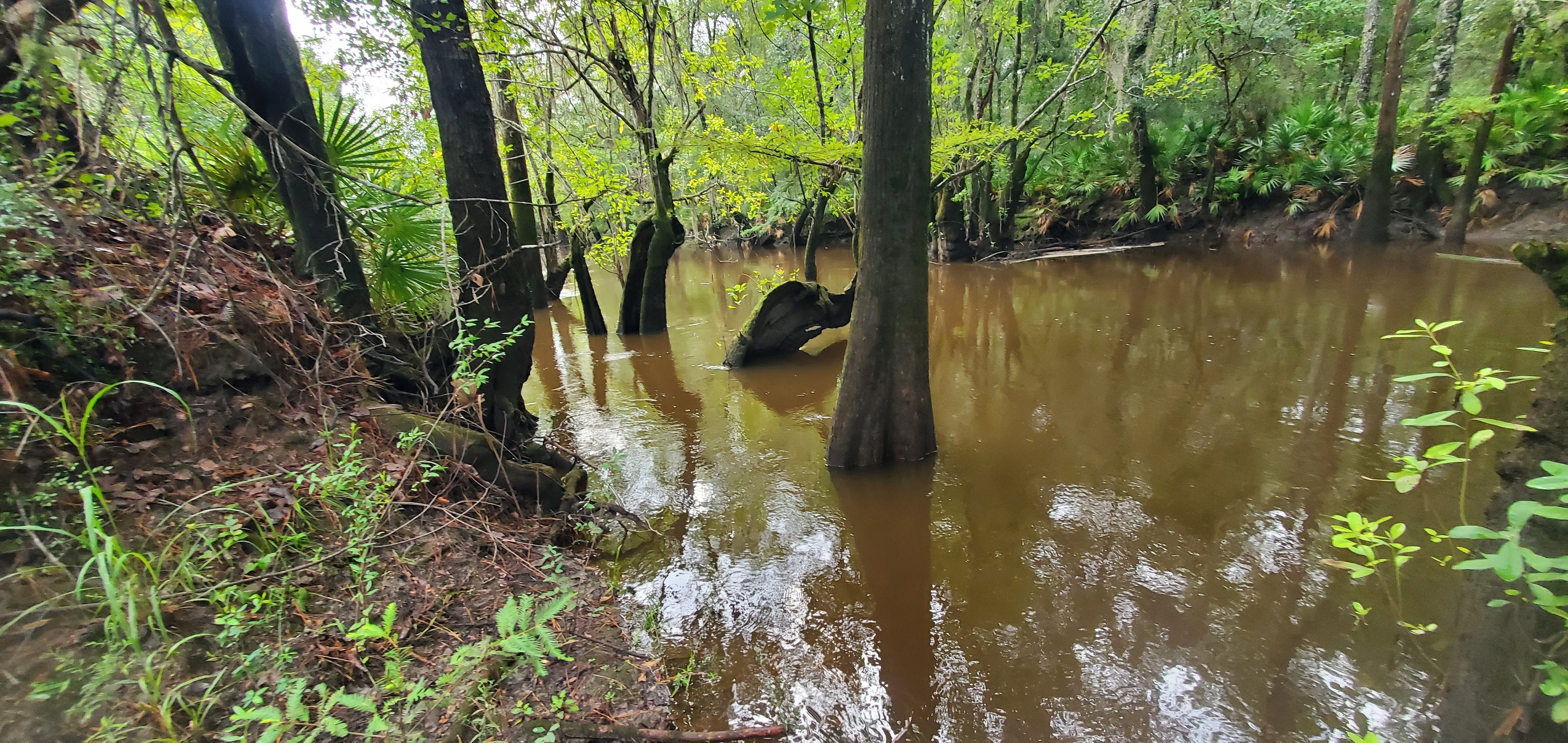 Upstream Withlacoochee River upstream of Tyler Bridge, 2022:08:11 08:59:17, 30.9816886, -83.2673583