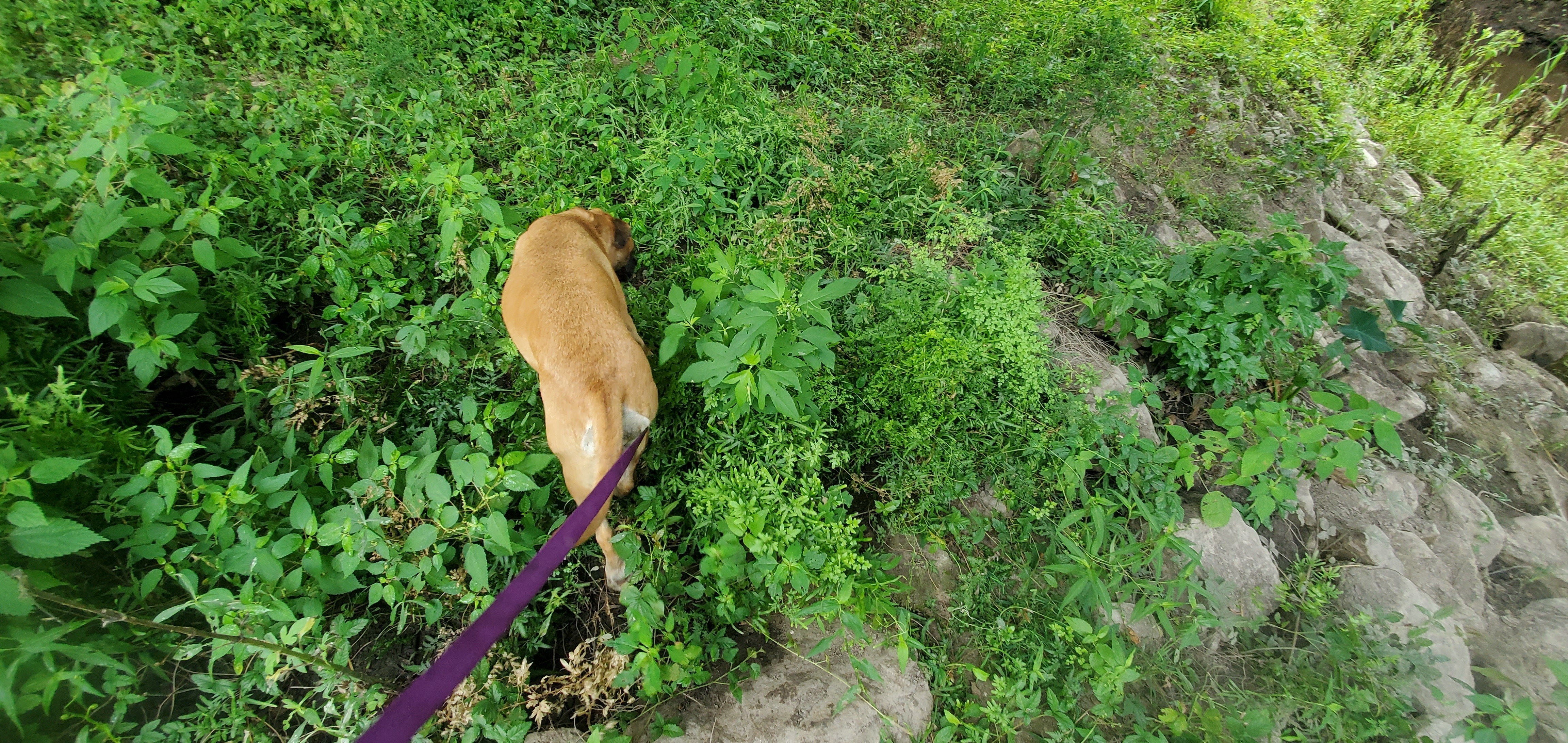 Japanese Climbing Fern under Skipper Bridge, 2022:08:11 09:23:28, 30.9489321, -83.2714702