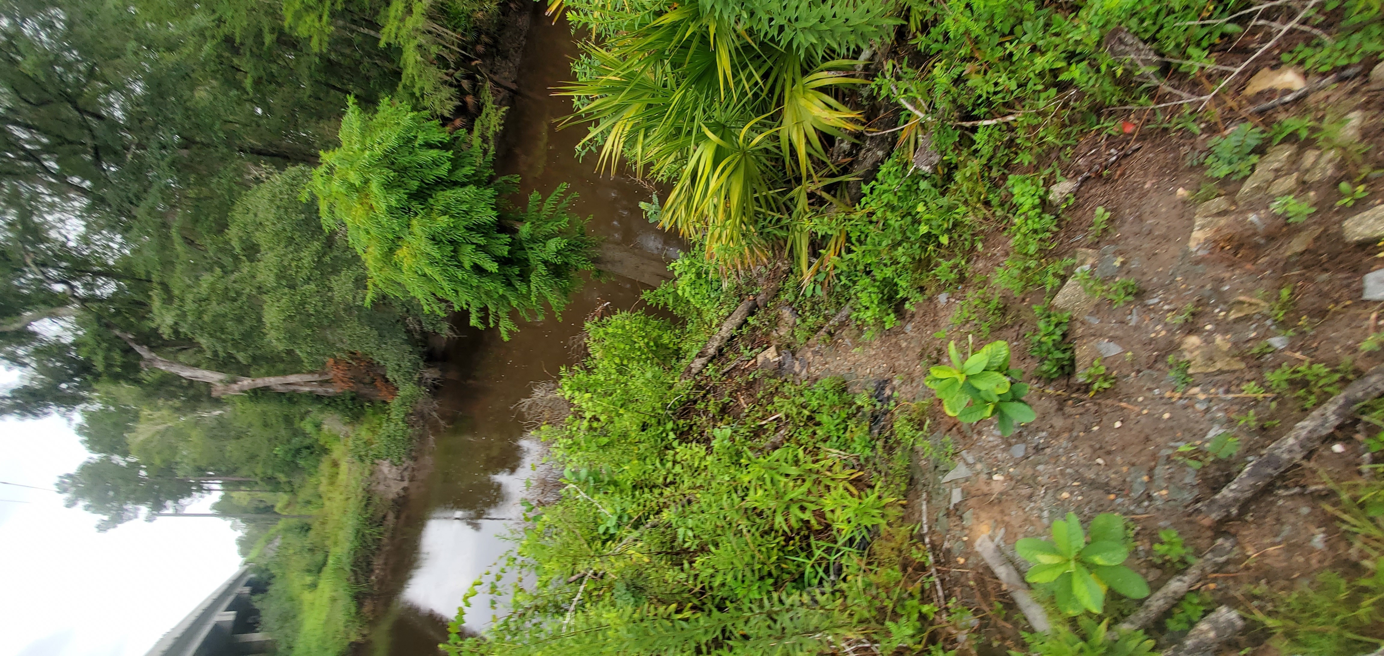 Glass on slope north of Skipper Bridge, 2022:08:11 09:24:50, 30.9489713, -83.2714236