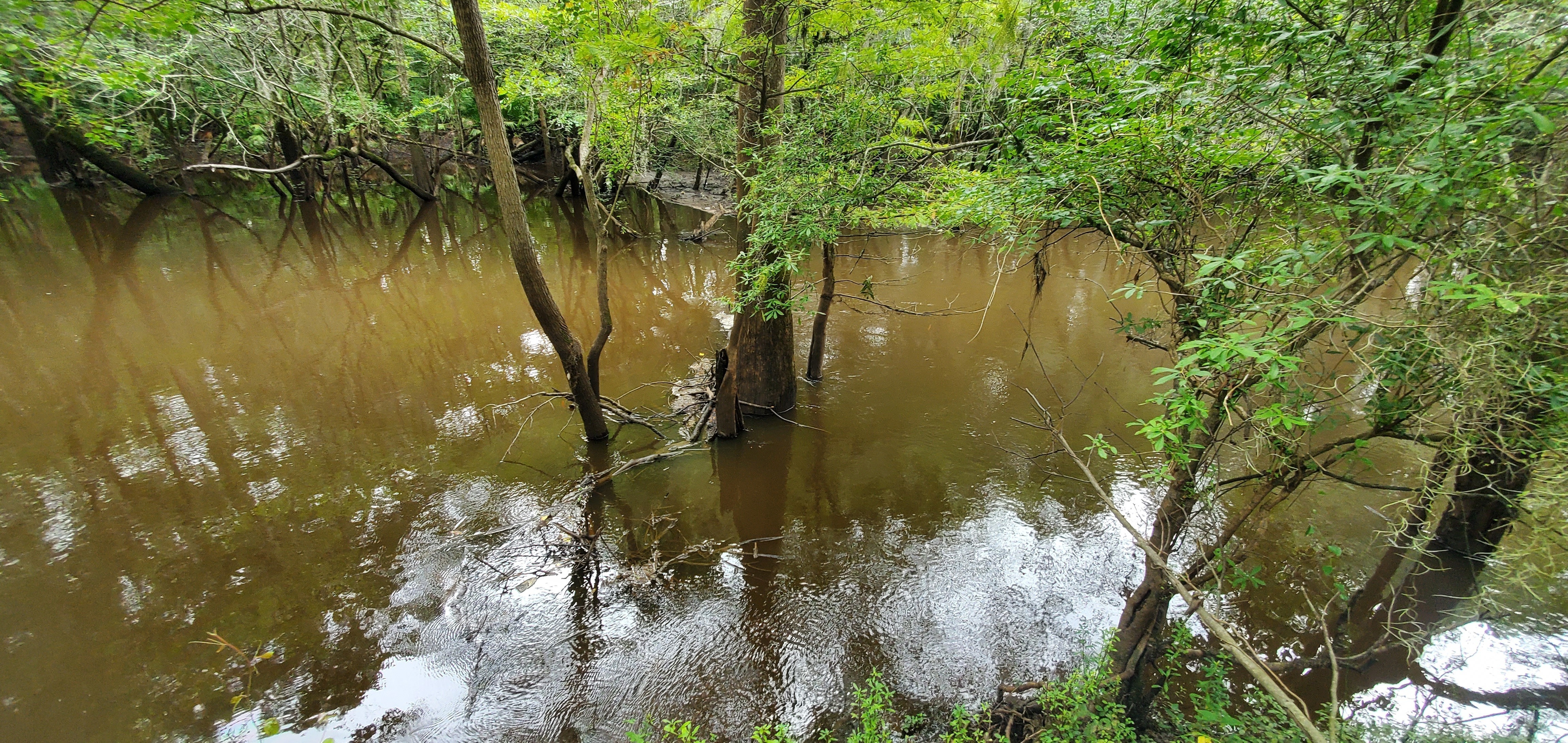 Sample site, Withlacoochee River, upstream of US 41, 2022:08:11 09:56:33, 30.8931758, -83.3185817