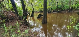 [Upstream Withlacoochee River upstream of Tyler Bridge, 2022:08:11 08:59:17, 30.9816886, -83.2673583]