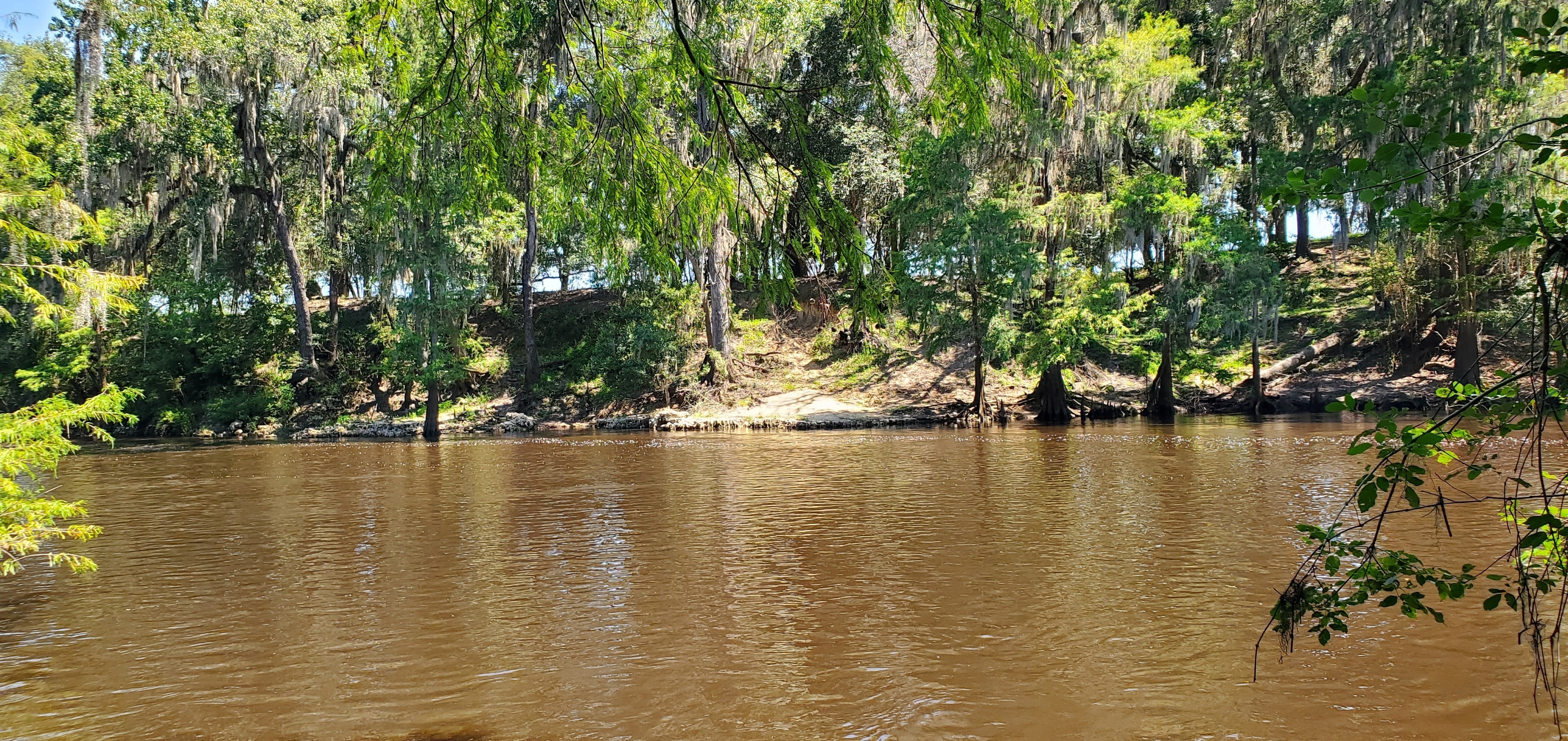 Cattle walk down across the river, 12:31:50, 30.6038700, -83.2641565