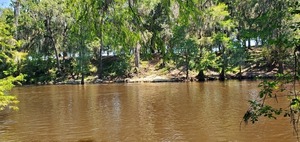 [Cattle walk down across the river, 12:31:50, 30.6038700, -83.2641565]