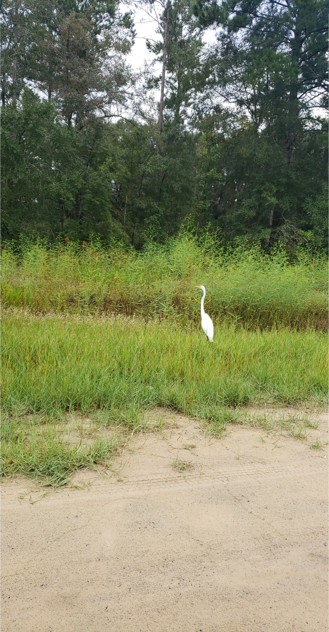 Lakeland Boat Ramp, Alapaha River @ GA 122 2022-09-01