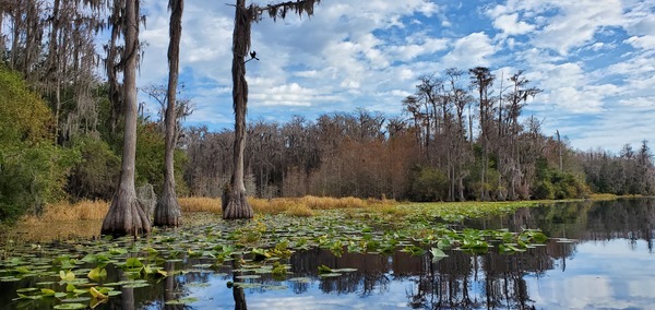 [Heron, tree, grass, lily pads, river, 2019-12-07, 10:16:41, 30.8349267, -82.3497586]