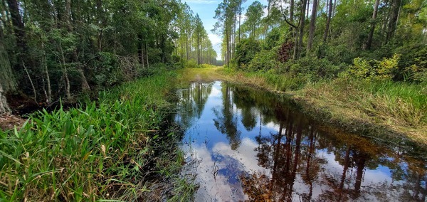 [Tributary 03070204001585 Branch of Moccasin Creek across Moccasin Creek Circle, 15:23:12, 30.5449039, -82.2877158]