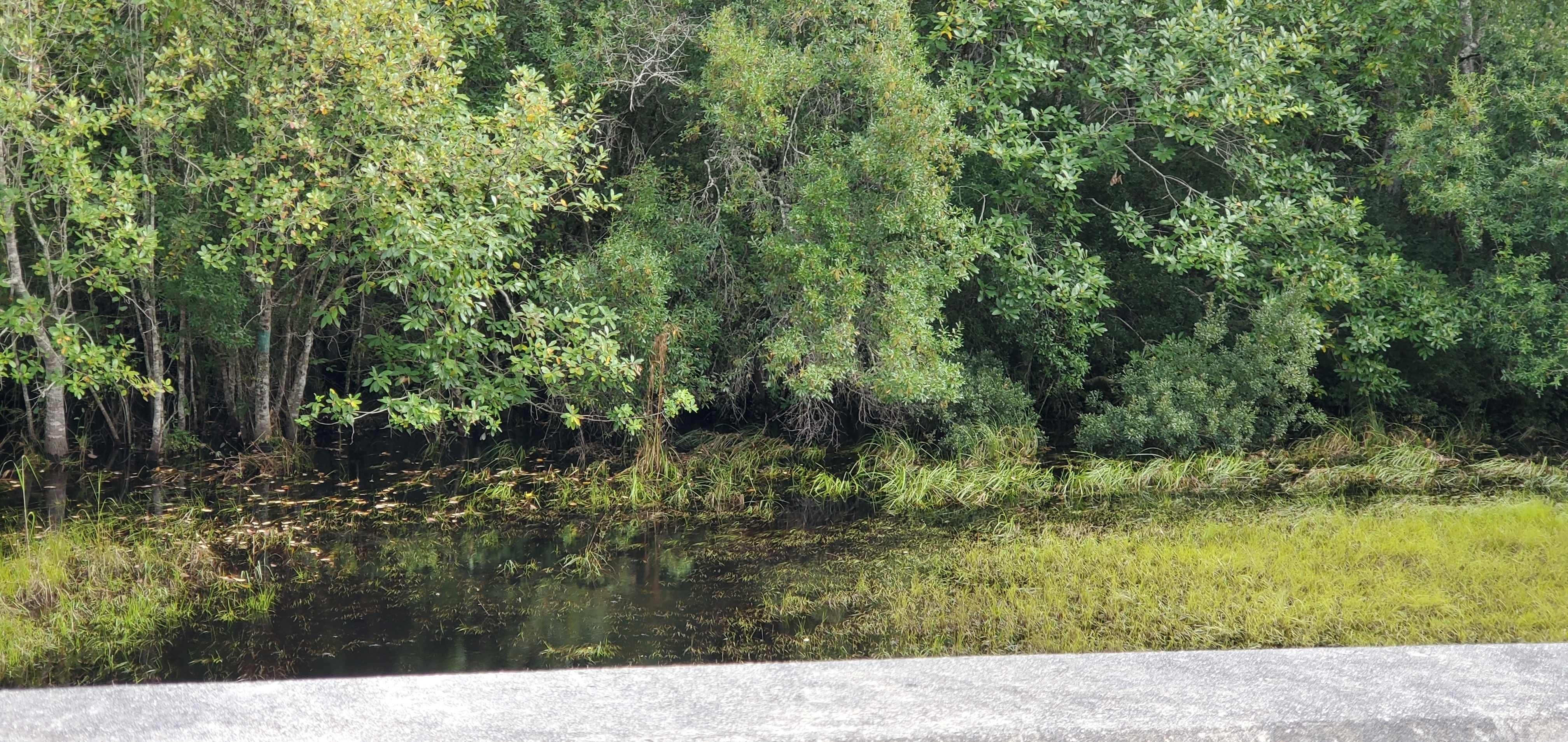 Ray Daugharty Memorial Bridge, upstream, 16:16:31, 30.7158070, -82.4959210