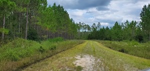 [Looking east from CR 6 on Moccasin Creek Circle, 15:29:22, 30.5379376, -82.3042950]